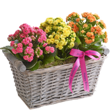 Happy Birthday Kalanchoe Basket