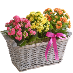 Happy Birthday Kalanchoe Basket