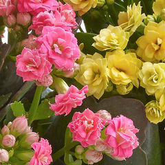 Happy Birthday Kalanchoe Basket