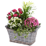 Happy Birthday Kalanchoe Basket