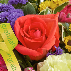 New Baby Vibrant Hand tied or Vase