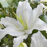 White Radiance Hand tied